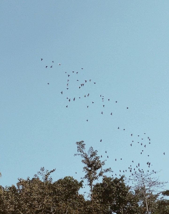 bird