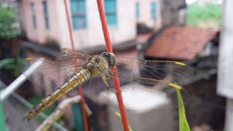 dragon fly