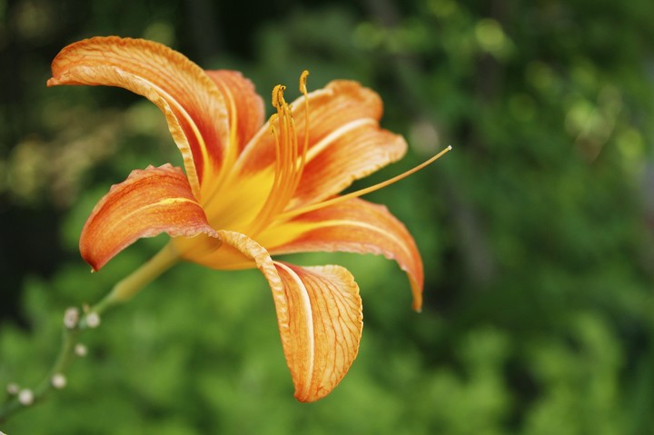 King of flowers