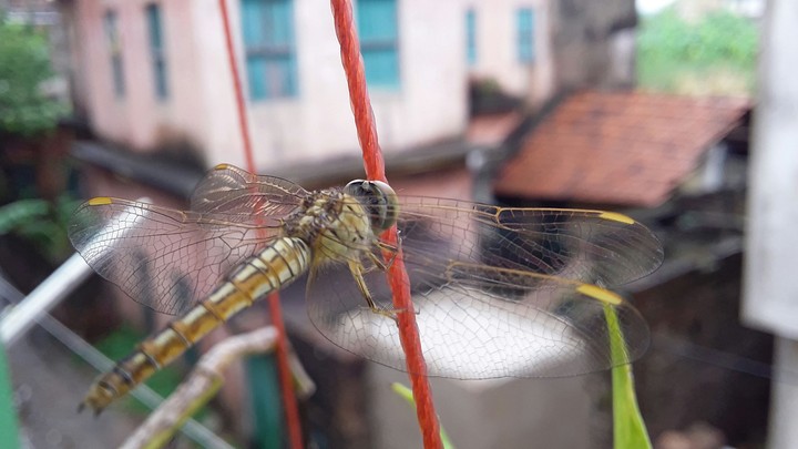 dragon fly