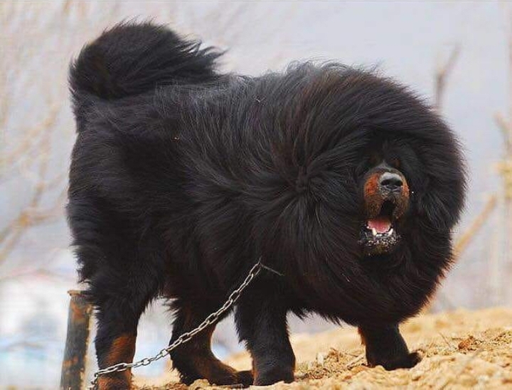 lion mastif