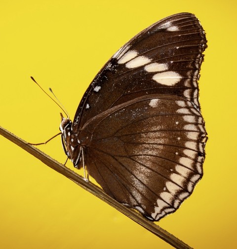 arthropod, butterfly wallpapers