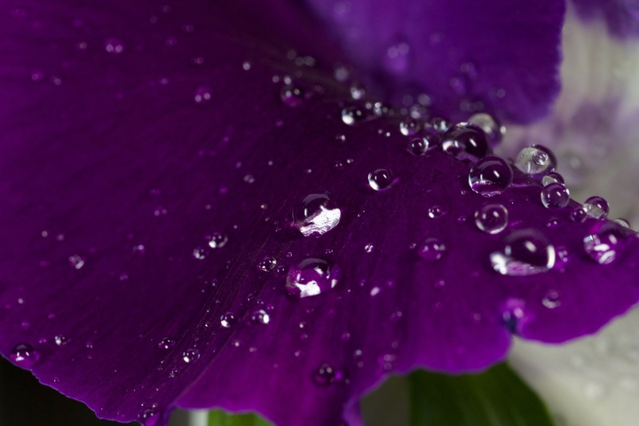 rainy  purple