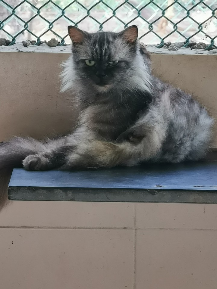 Angry cat in cage