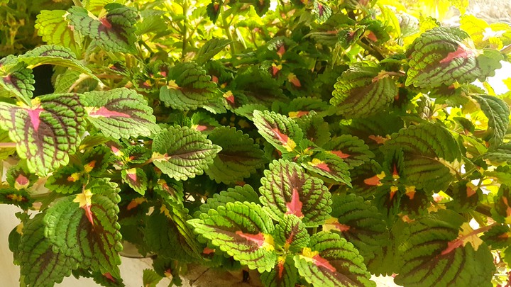 leaves