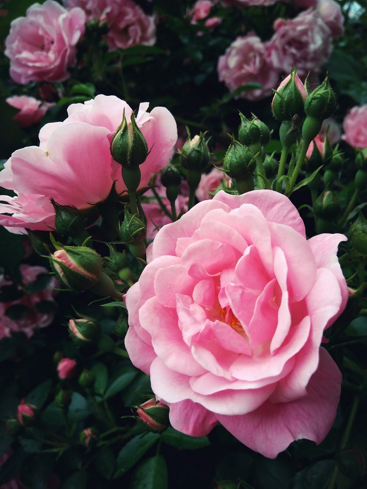 rose