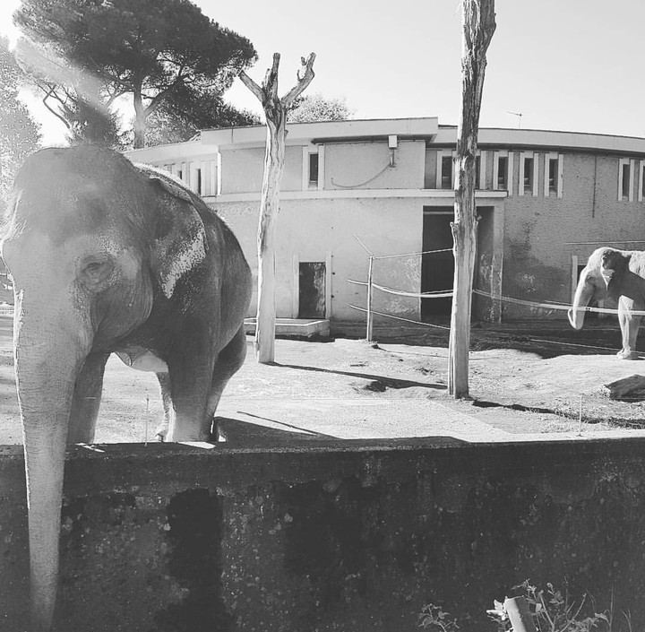 Dumbo