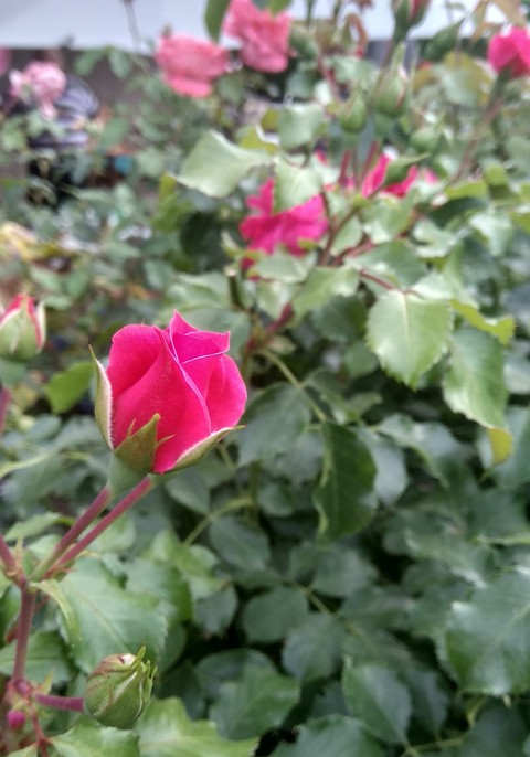 rose in the garden