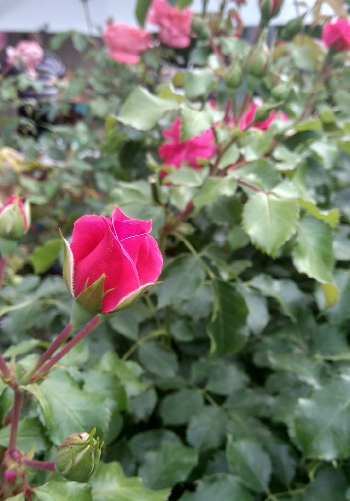 rose in the garden