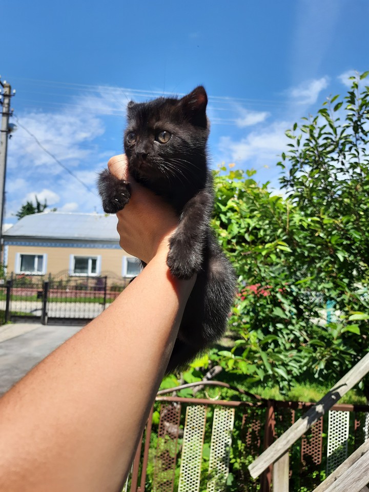 sweet cat