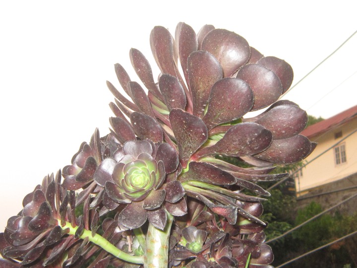 Ornamental plant