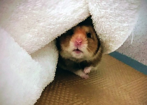 Rodent, Vertebrate, Muroids