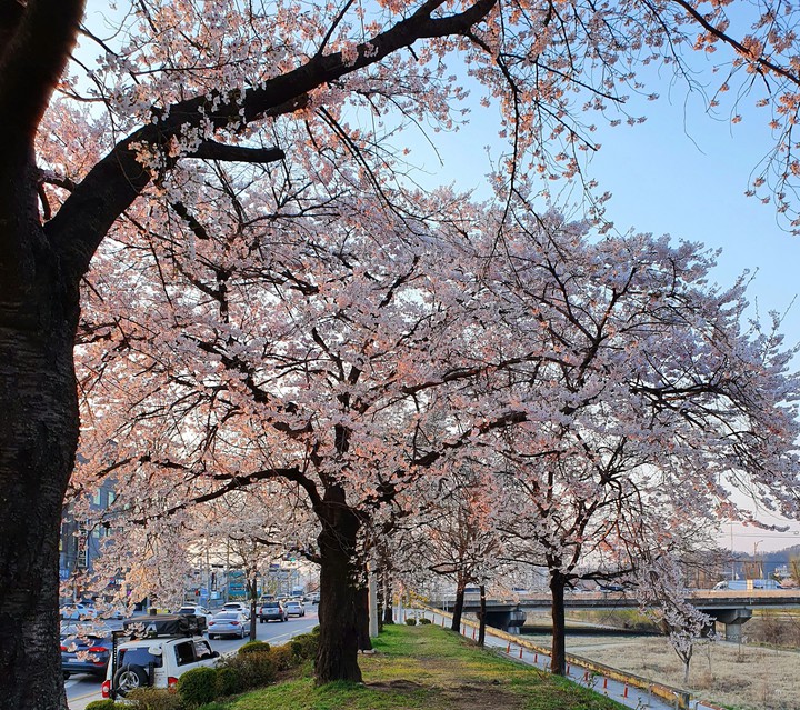 cherry blossom