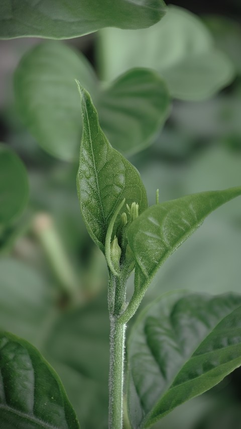 шпалери nightshade, herb