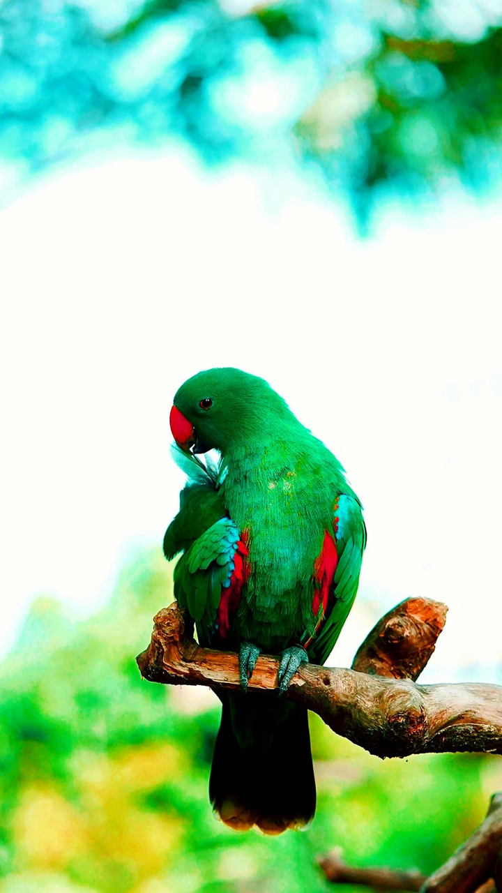 Parrot