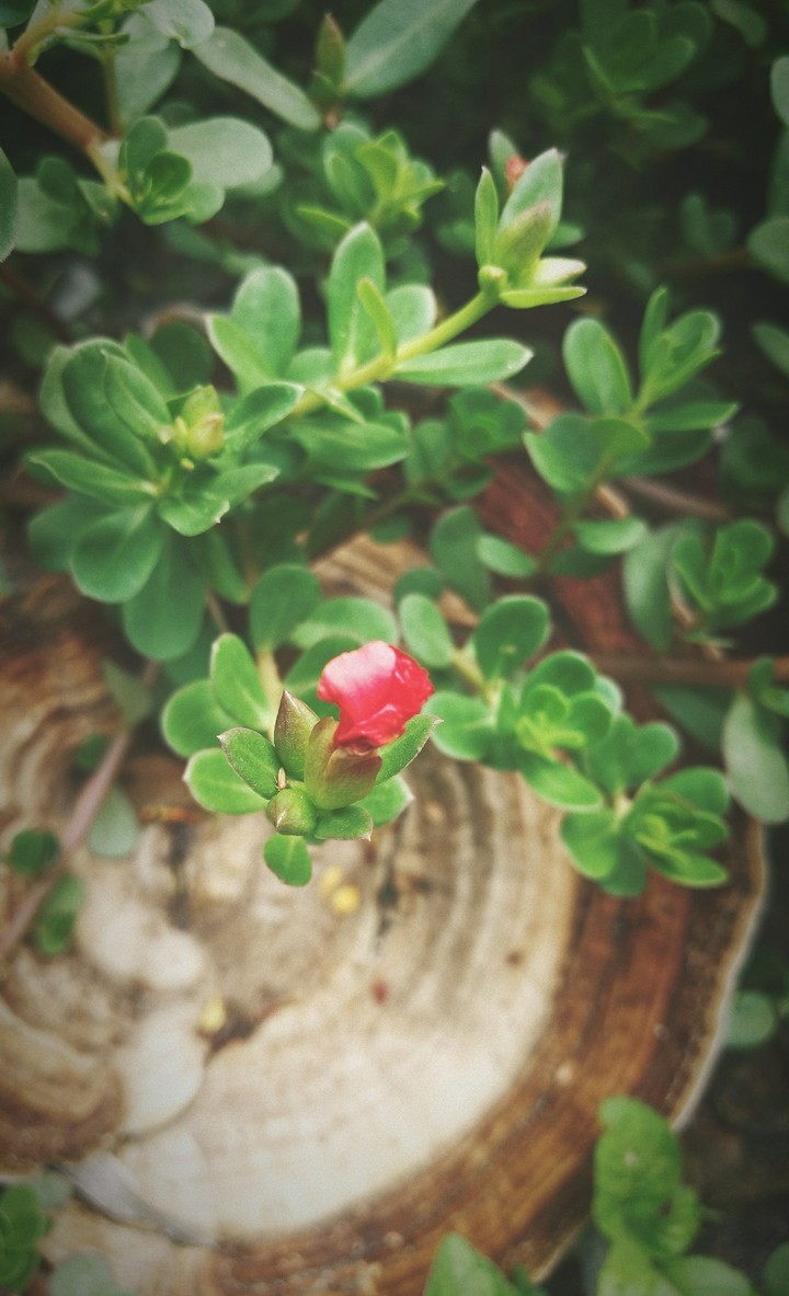 flower