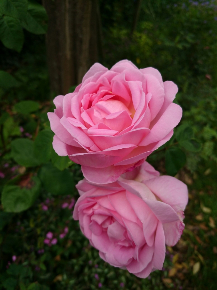 2 Pink Roses