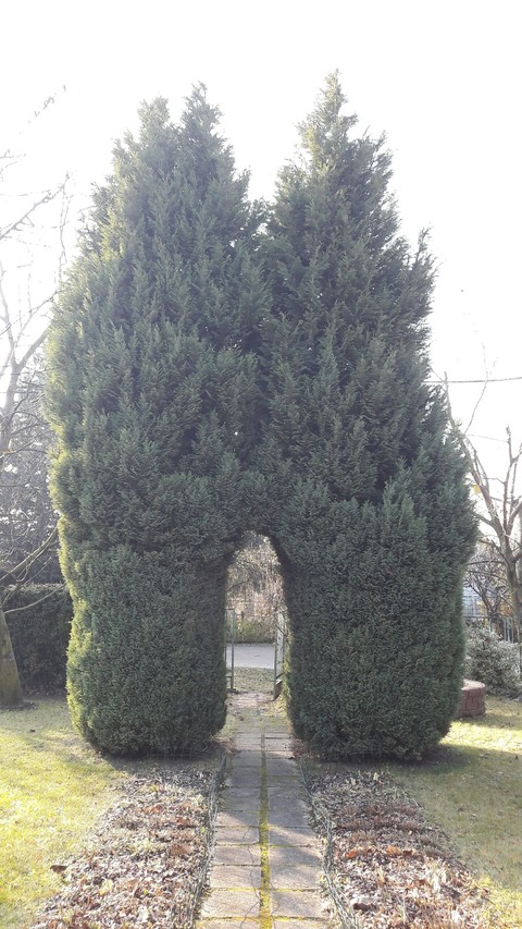 tree