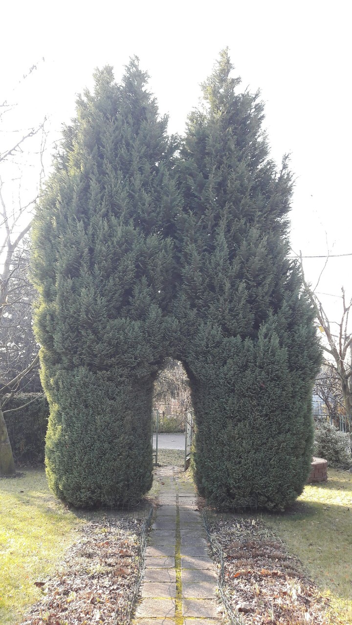 tree