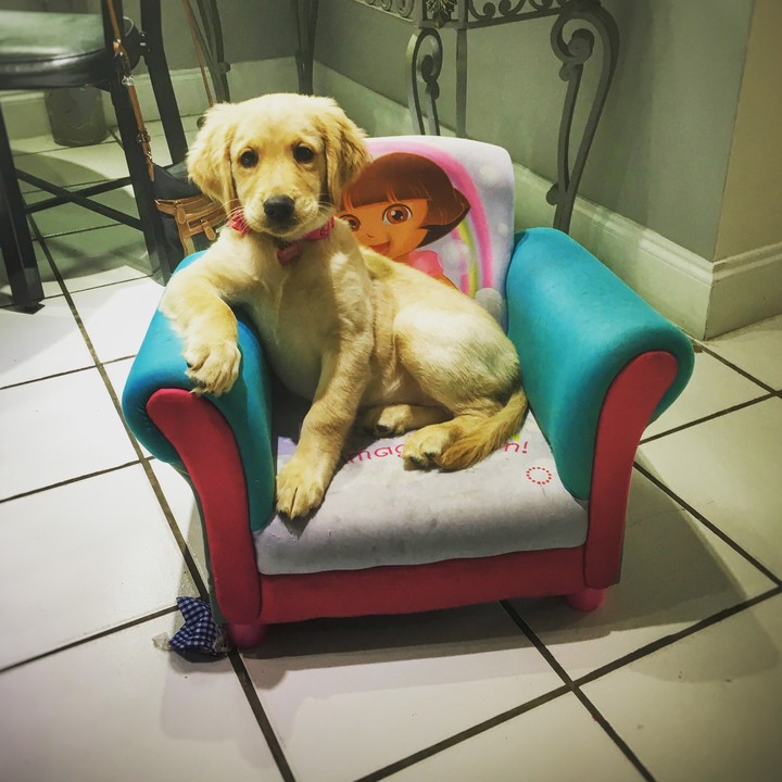 Luna, Golden Retriever