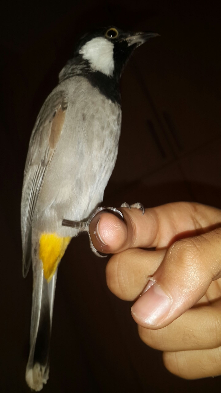 bolbol khormo
