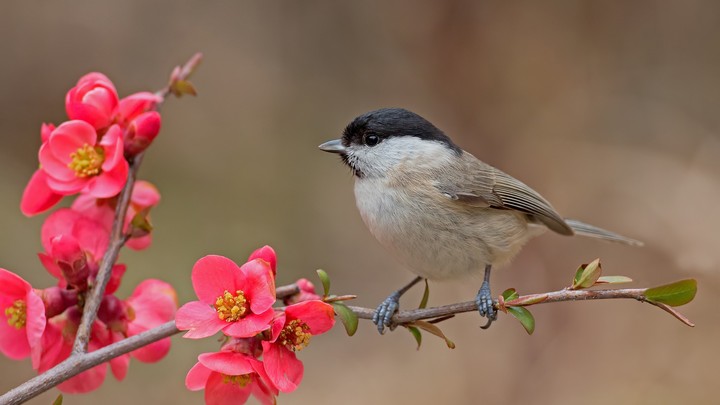 little bird