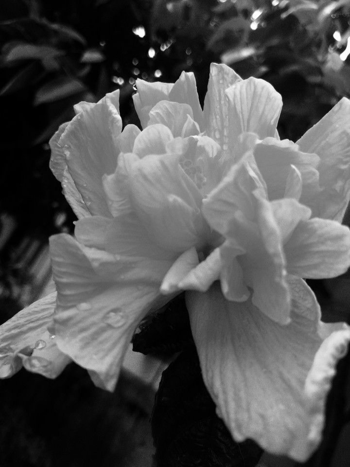 Hibiscus