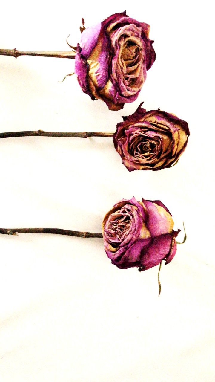 rose secche