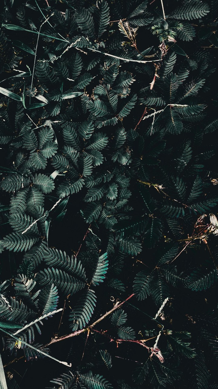 rain forest under life