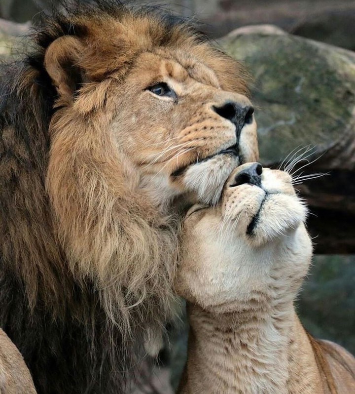 pure love