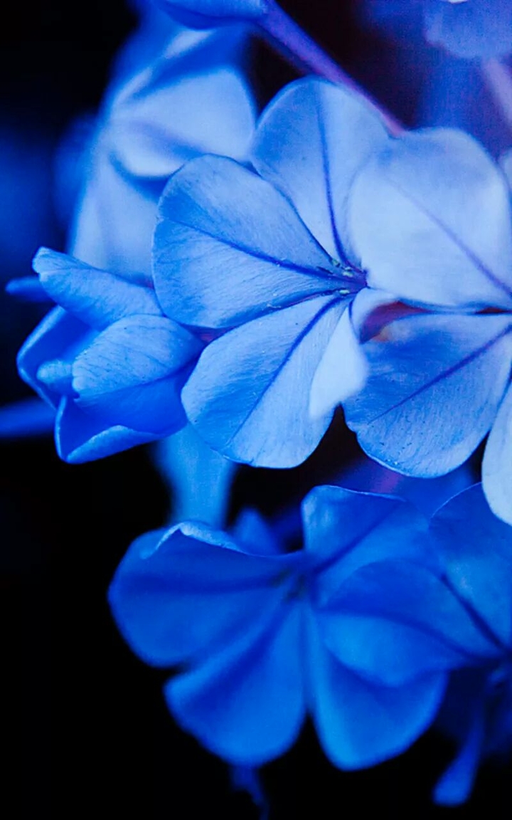 Blue Flower