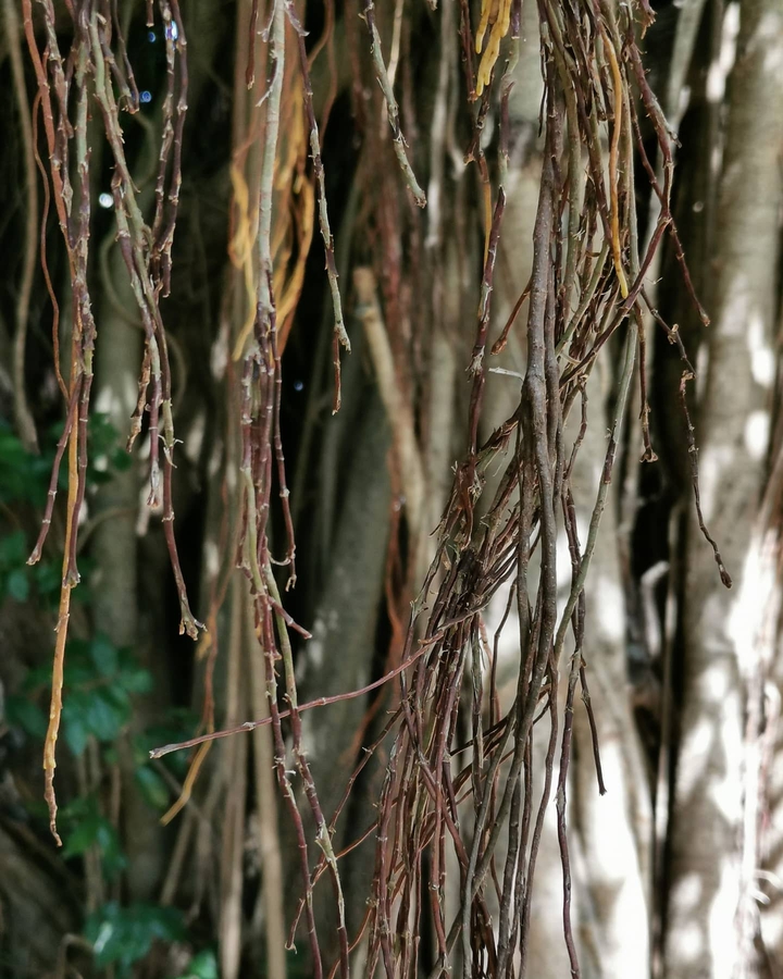 Twigs of Tranquility