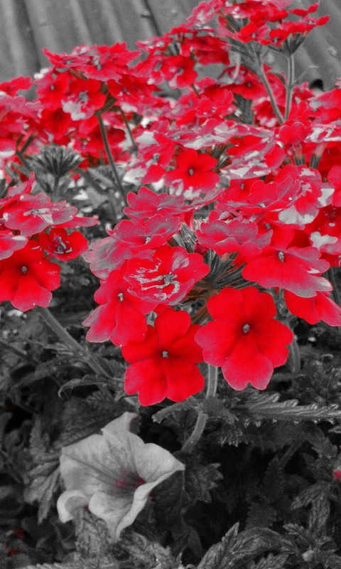 Rote Blumen