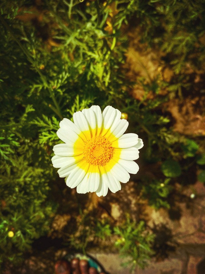 flower