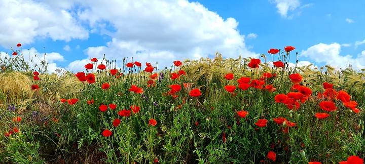 Mohn -Tag