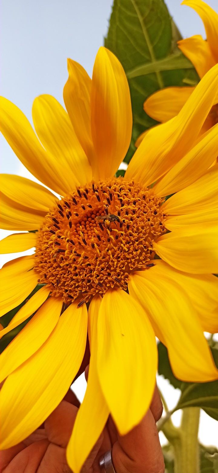 Bee