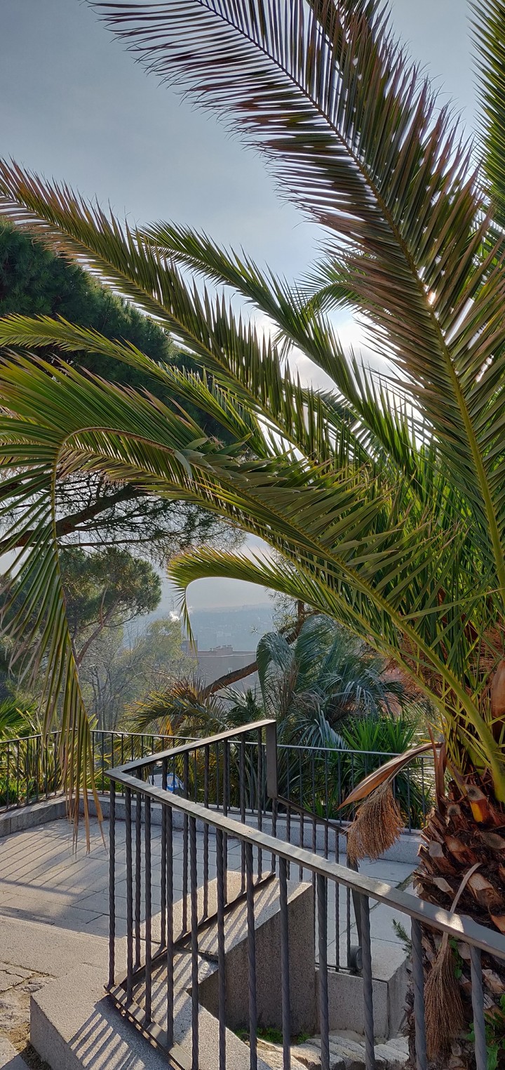 Palms