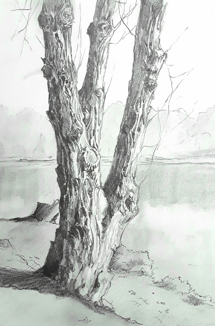 Baum am Waldsee