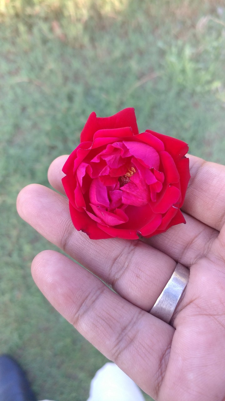 Rose