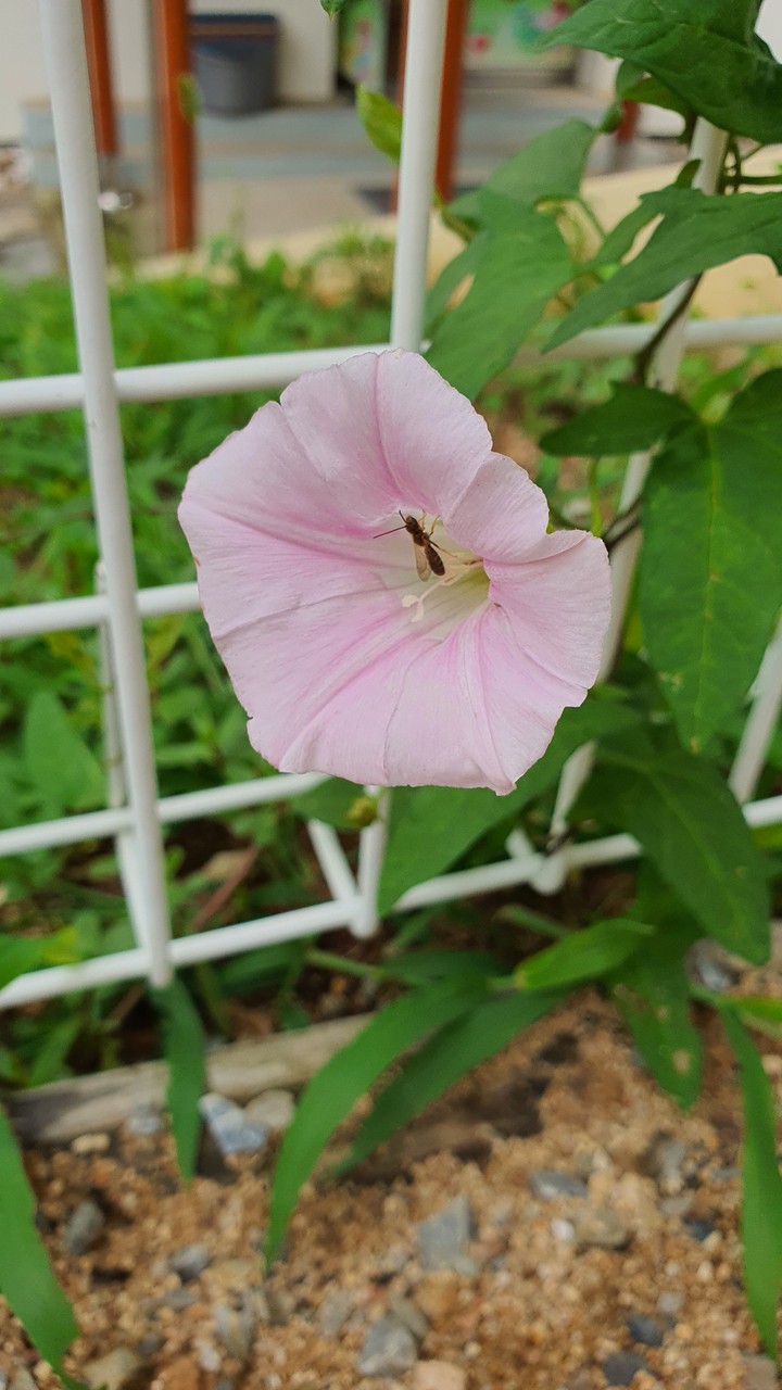 나팔꽃