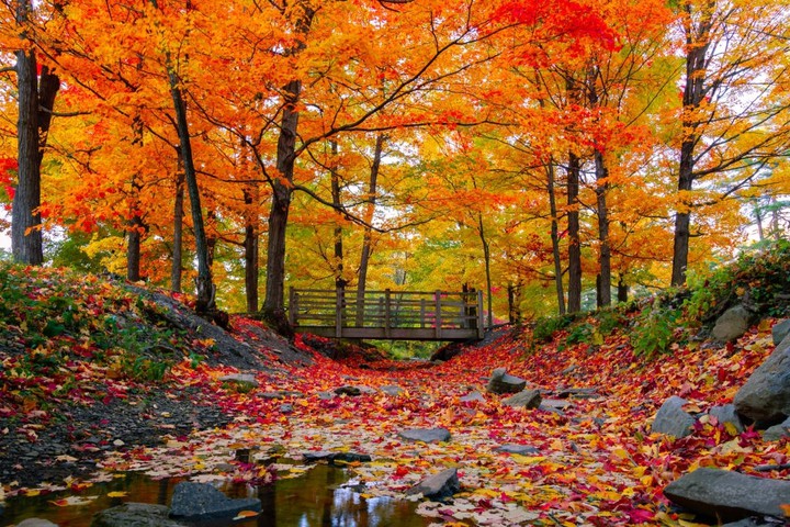 Beautiful Autumn leaves, Vermont, USA
