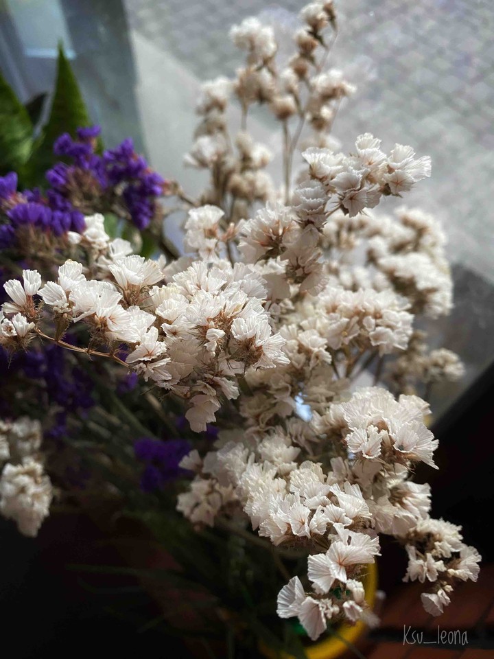 dried flowers
