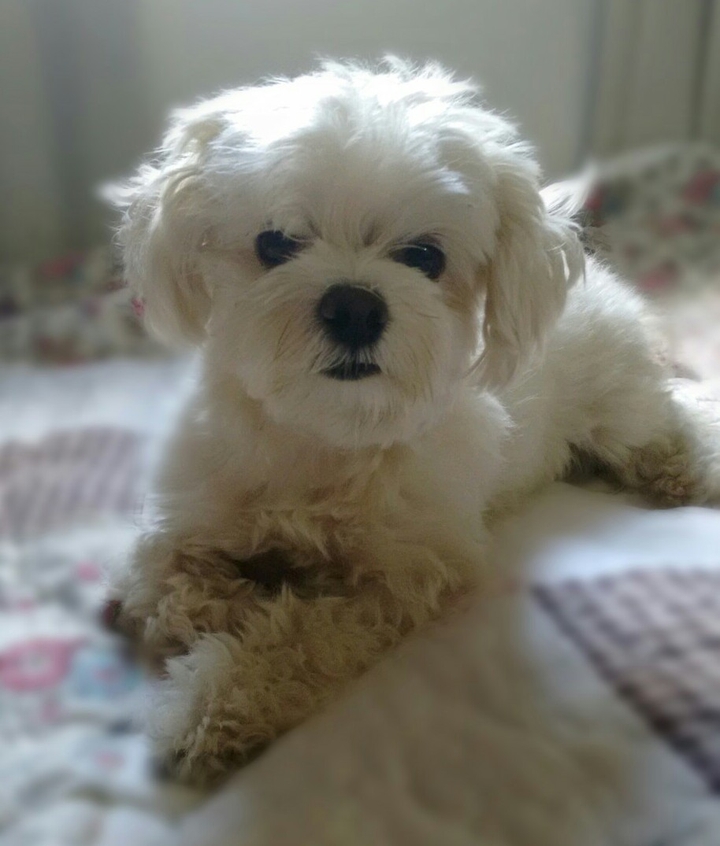 maltese dog