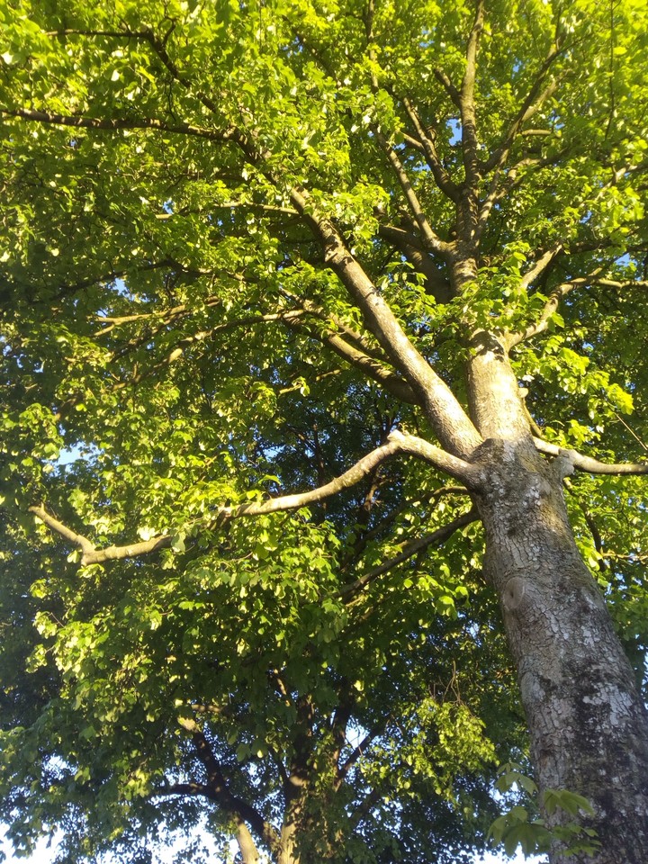 der Baum nebrn meiber Bushalte