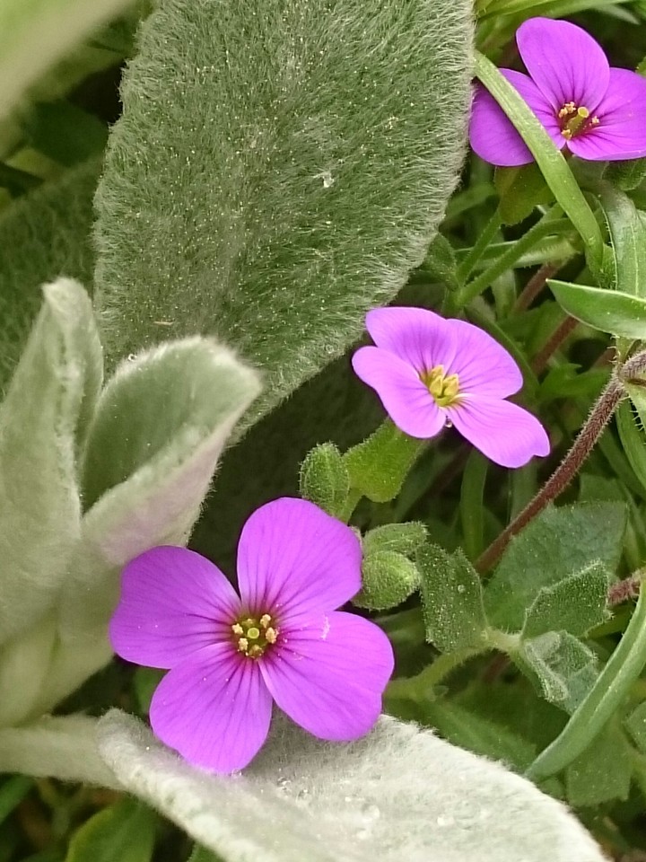 Blaukissen