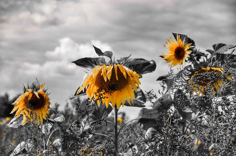 sunflower