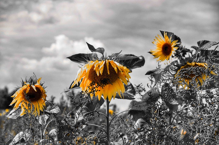 sunflower