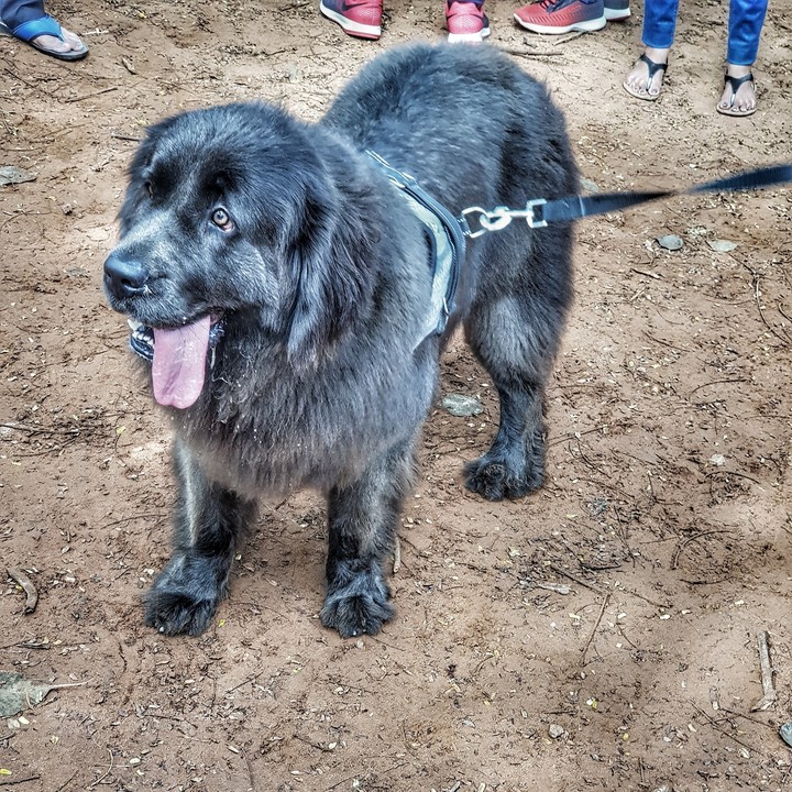 Dog park