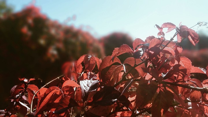 Wild wine