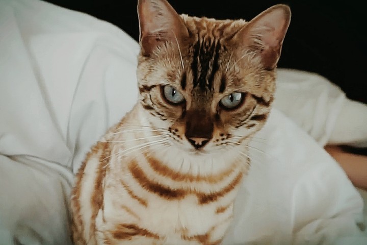Meow